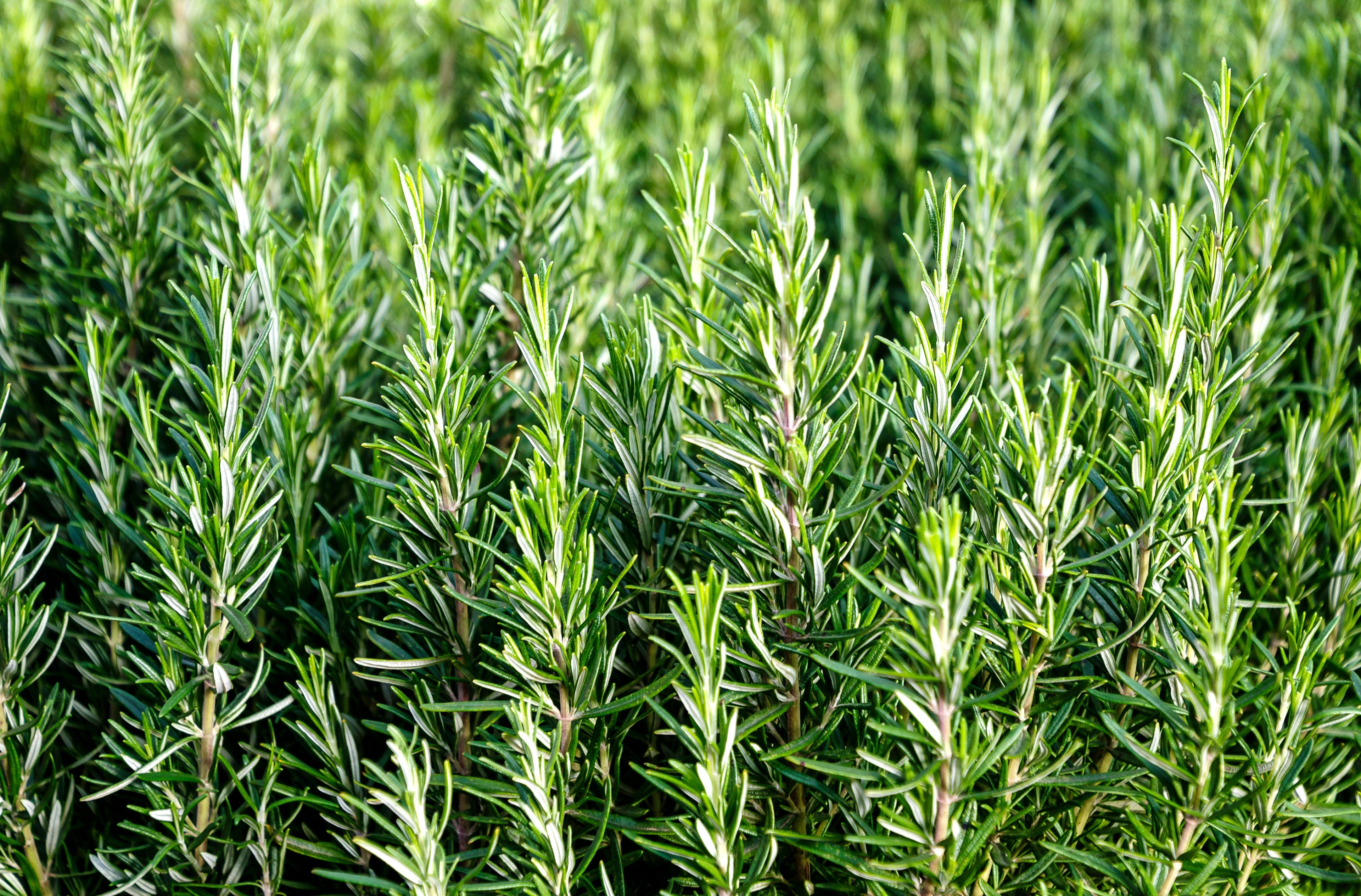 薄い頭皮のバリアに